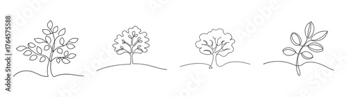 Four detailed pen and ink sketch variations of a walnut tree with textured foliage and branches