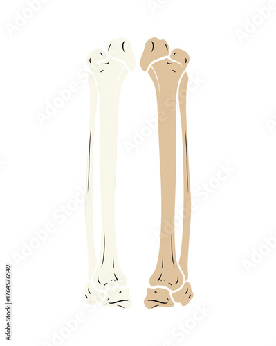 Anatomical illustration of human forearm bones, radius and ulna, depicted in a stylized, graphic art style