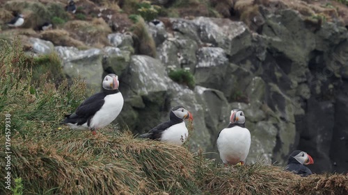 Atlantic puffin on rocks in Iceland