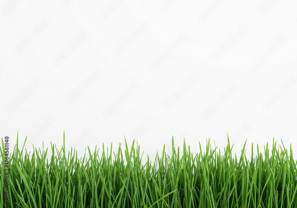 Obraz premium green grass isolated on white background