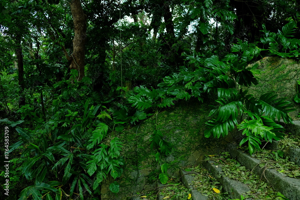 Obraz premium 石畳に生える