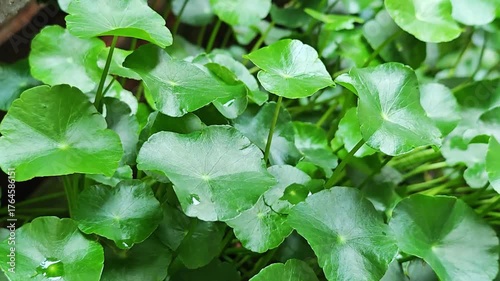 Fresh Gotu Kola leaves on background