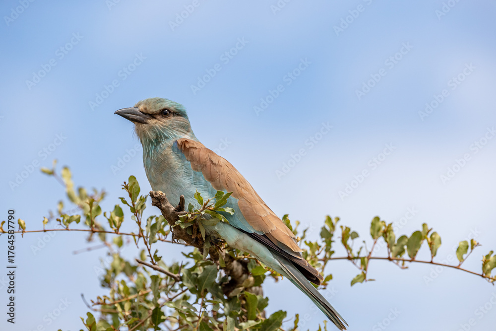 Fototapeta premium South Africa, Kruger National Park, European Roller (Coracias garrulus)