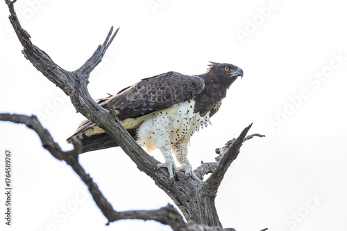 South Africa, Kruger National Park, Martial Eagle (Polemaetus bellicosus)