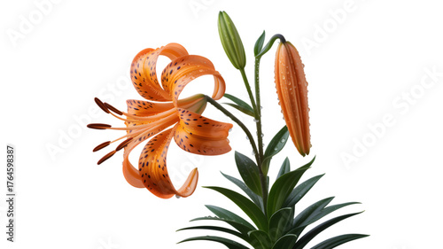 Vibrant orange tiger lily flower with buds against a dark background