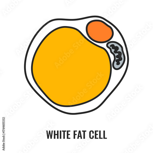 Adipose tissue browning process showing white, brown and beige fat cells involved in thermogenesis, lipolysis and energy storage. Medical vector illustration for obesity, diabetes, metabolism research