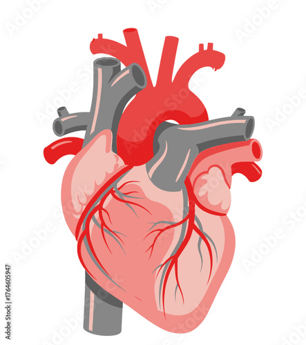 Anatomy of the Human Heart A Detailed Illustration of the Cardiovascular System and Blood Circulation