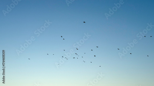 Bilde på lerret Billowing flock against azure expanse conjures migratory whispers, echoing Aviar
