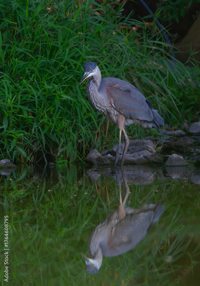 Fototapeta premium Great Blue Heron standing in a marsh on White Lake, Ontario, Canada