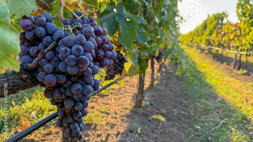 Fotografie Lush vine-kissed grapes basking under golden sunlight, embody autumn harvest fes