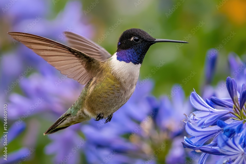 Fototapeta premium Male Black-Chinned Hummingbird Hovering While Seeking Nectar from Vibrant Blue Blossoms
