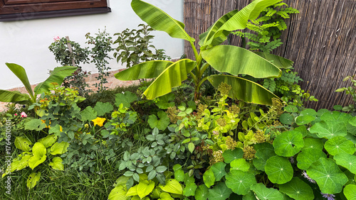 Fotografia Lush banana plants thrive in verdant urban jungle, celebrating Ecological Restor