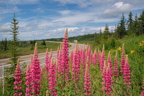 Wild lupines blooming beside a scenic highway in northern Ontario