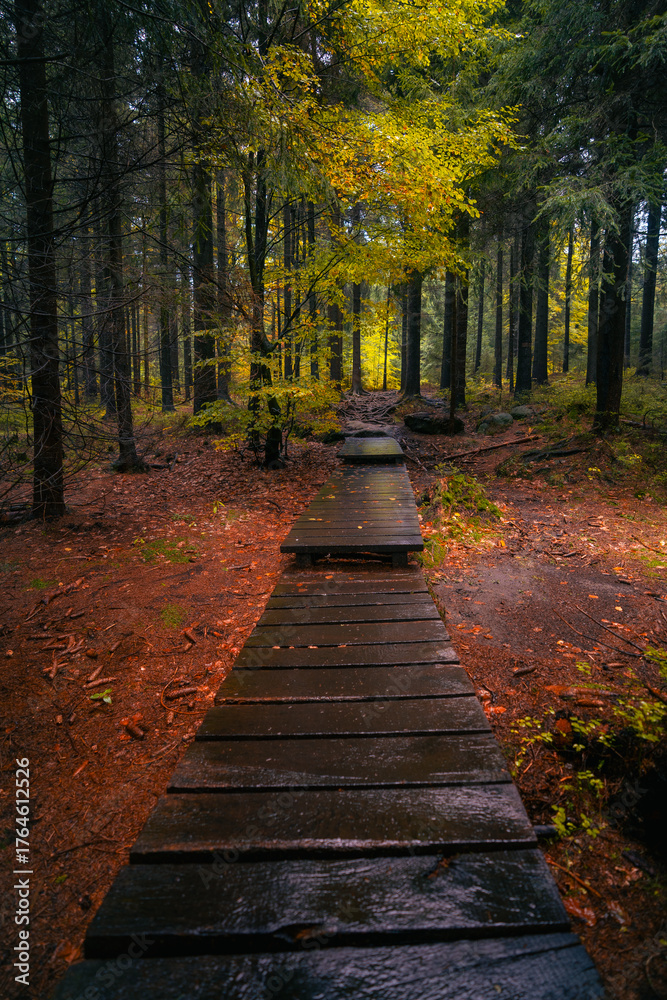 Obraz premium Wooden path in fantasy and dark autumn forest with the best mystic atmosphere in the north of Bohemia, in Jizera mountains. Like a path to fairy tale.
