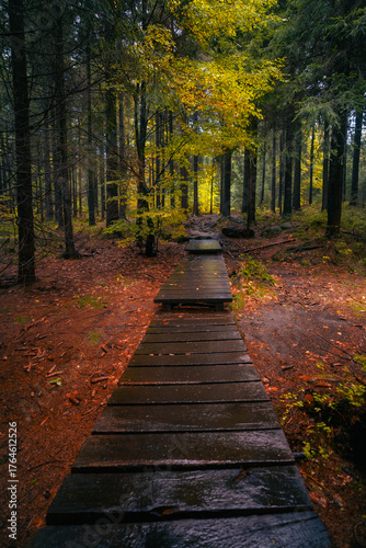 Wooden path in fantasy and dark autumn forest with the best mystic atmosphere in the north of Bohemia, in Jizera mountains. Like a path to fairy tale.