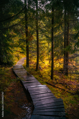 Wooden path in fantasy and dark autumn forest with the best mystic atmosphere in the north of Bohemia, in Jizera mountains. Like a path to fairy tale.
