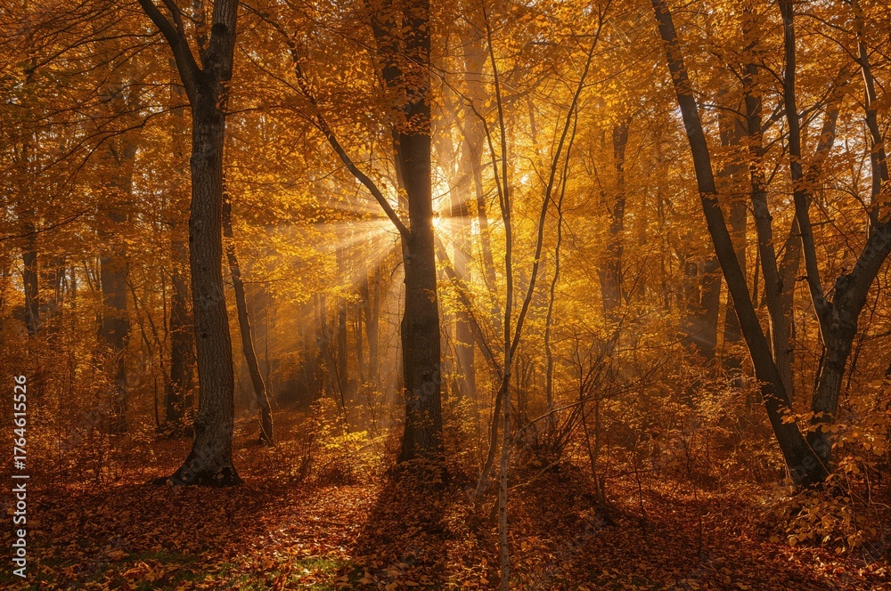 Fototapeta premium Sunlit beech woodland glowing with yellow foliage in autumn. A magical golden scene with captivating trees. Exploring the splendor of the natural world.
