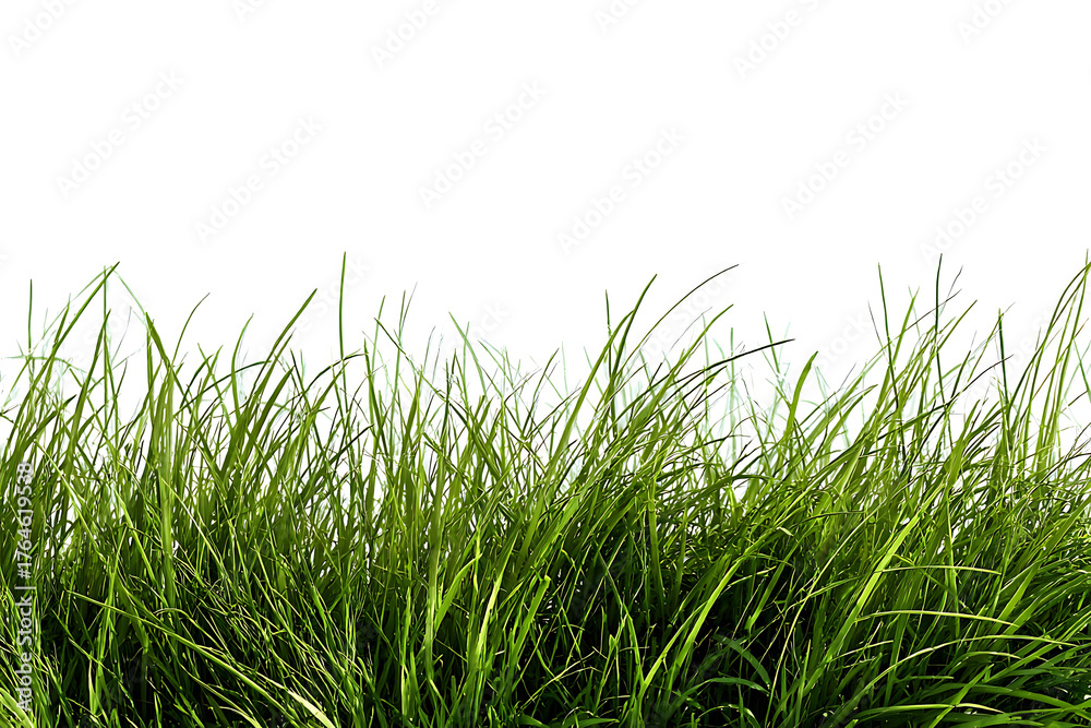 Fototapeta premium Lush Green Grass Blades Growing from Ground Isolated on Transparent Background