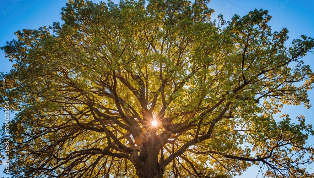 Obraz premium Sunlight filtering through leafy branches against a clear blue backdrop