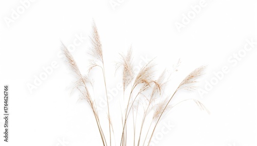 Trembling grass seed heads against a plain white backdrop