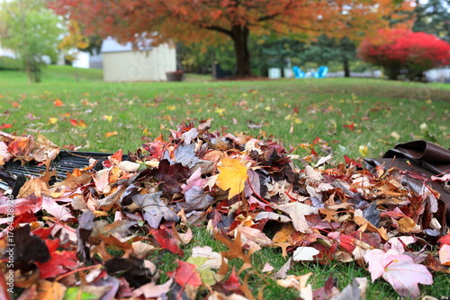 Rake, tarp and leaf pile in a suburban backyard on a fall day