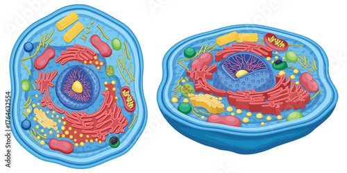 Animal Cell Structure with Organelles Cartoon Vector Illustration