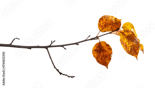 Autumn leaves on a bare branch against a stark  showcasing fall colors and textures