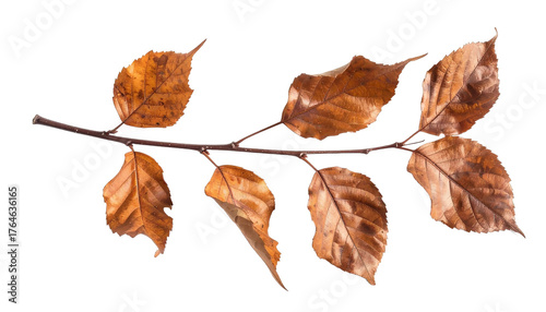 Autumn branch with dry brown leaves against a stark 