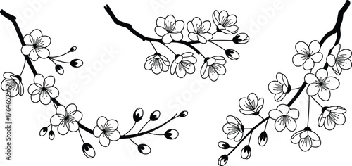 Black and white line art cherry blossom branches with buds sakura flower