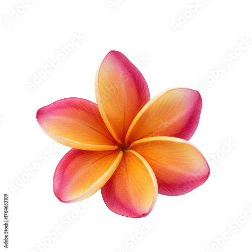 Tropical Elegance: A vibrant, close-up shot of a perfect plumeria blossom, showcasing its radiant colors and intricate petal arrangement.