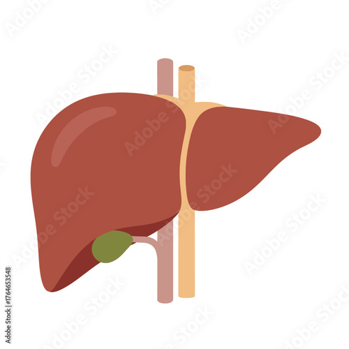 An illustration of the human liver and gallbladder with associated blood vessels and ducts