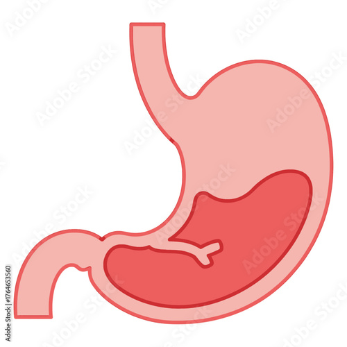 Anatomy of the human stomach, a diagram showing its structure and internal contents, representing the digestive system