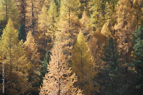 wallpaper of orange fall autumn foliage, tranquil swiss hiking background