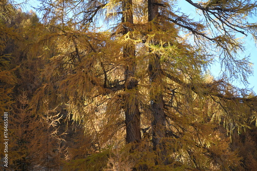 wallpaper of orange fall autumn foliage, tranquil swiss hiking background
