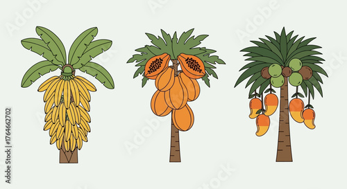 3 tropical trees banana papaya mango Each filled with fruit