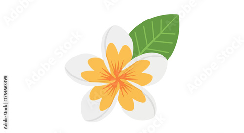 A plumeria flower with five white petals outlined in gray and a green leaf isolated on a white background