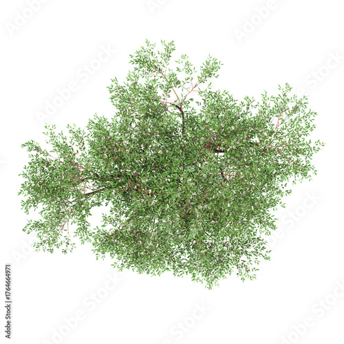 Foto collection of Red gum tree with realistic style from top view
