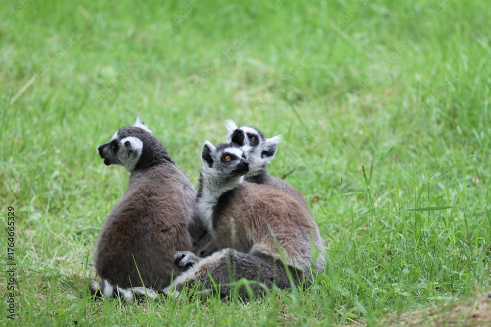 Obraz premium Lemur catta or ring-tailed lemur in the nature