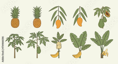 Drawing of pineapple mango papaya jackfruit  banana trees