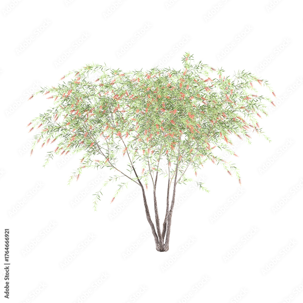Fototapeta premium Weeping Bottle brush tree on transparent background.