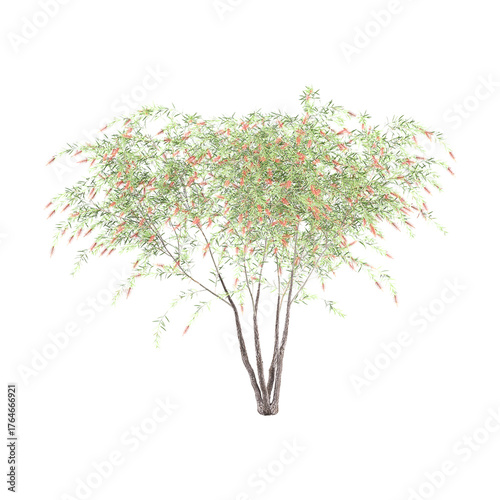 Weeping Bottle brush tree on transparent background.