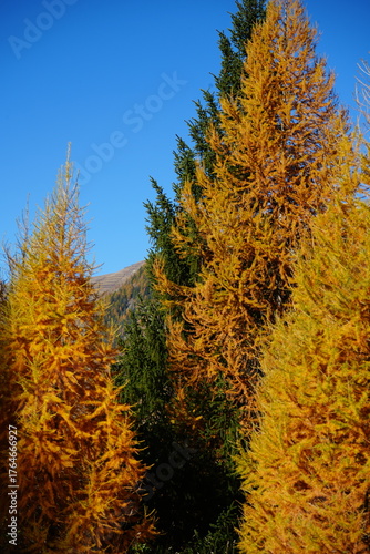 wallpaper of orange fall autumn foliage, tranquil swiss hiking background