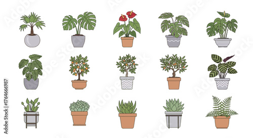 Fifteen potted house plants in various pots arranged in three rows on a white background