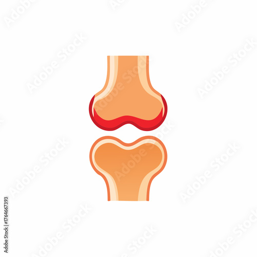 Anatomical illustration of a healthy knee joint capsule and cartilage for medical or educational use