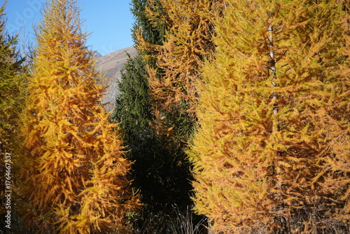 swiss national park - parc naziunal svizzer - Schweizerischen Nationalpark - val Trupchun