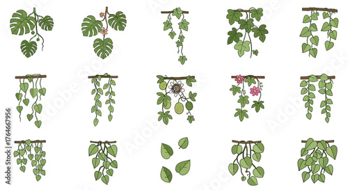 Fifteen vine illustrations in a grid pattern some with flowers or fruit attached to leafy branches