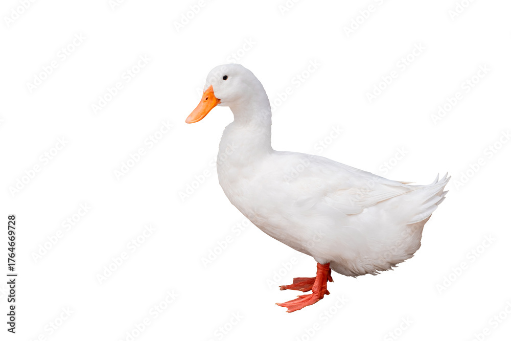 Fototapeta premium White domestic duck standing isolated on transparent background. White duck with orange beak and feet. Concept of agriculture, poultry farming, and natural animal life. PNG File