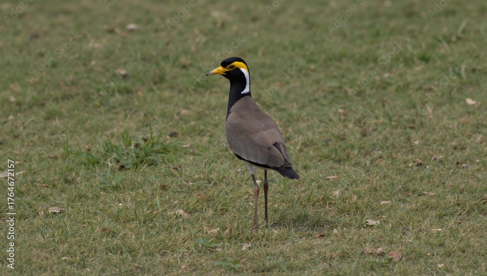 Obraz premium Yellow wattled lapwing perched on earth