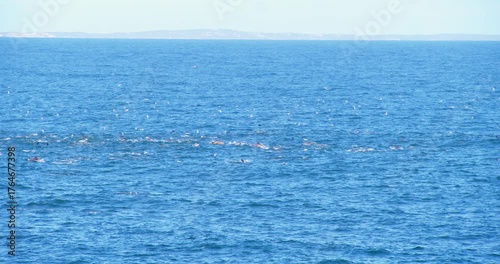 Large pod of dolphins pursues a school of fish in the open ocean.
