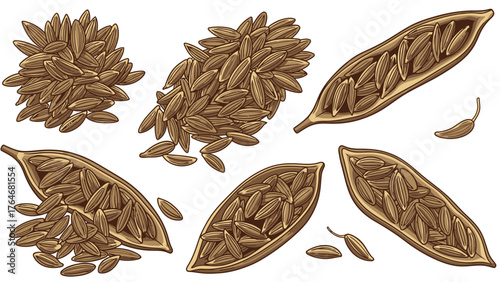 An illustration of cumin seeds some clustered and some in pods